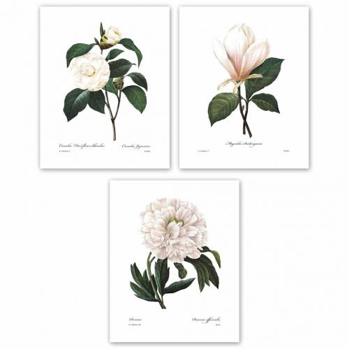 Botanical Prints 8x10 White Home Decor