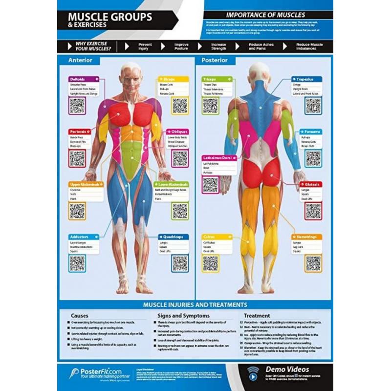 Gym & Exercise Workout Posters | Anterior & Posterior Muscles & Muscle Building