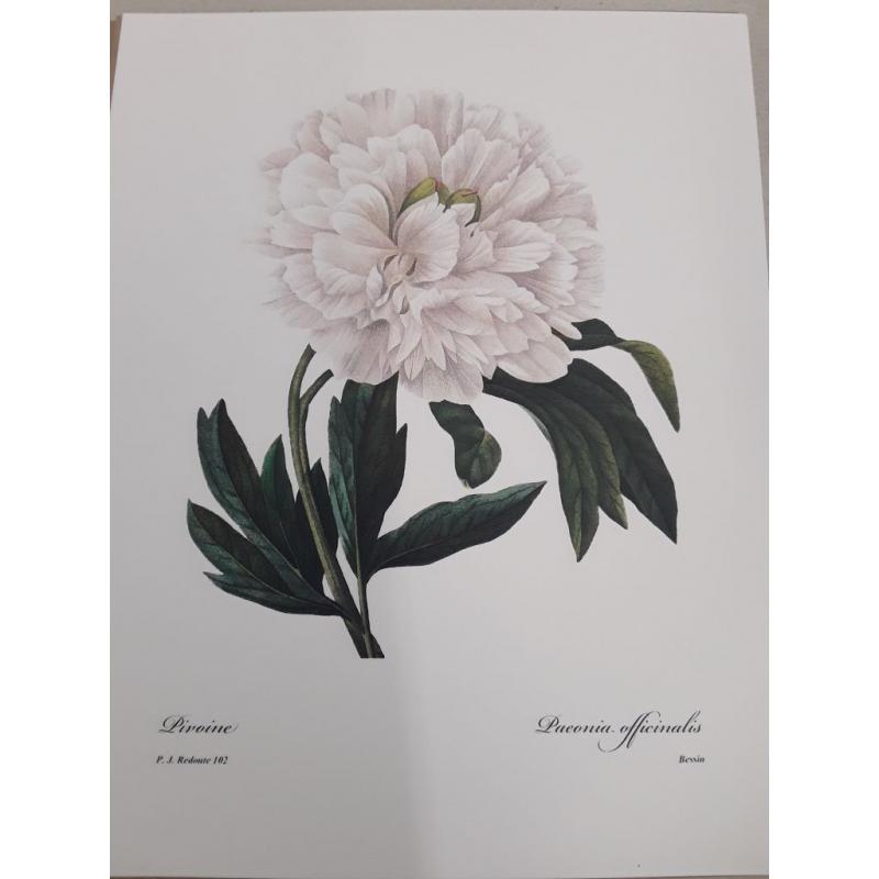 Botanical Prints 8x10 White Home Decor