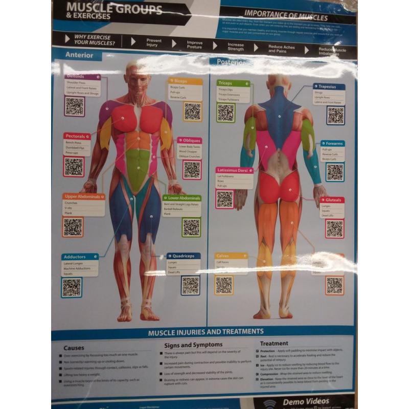 Gym & Exercise Workout Posters | Anterior & Posterior Muscles & Muscle Building