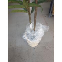 Artificial Large Ficus Longifolia Tree In Pot Green 72 x 30 - Threshold