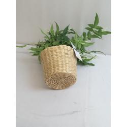 Jasmine in Basket - Threshold designed with Studio McGee
