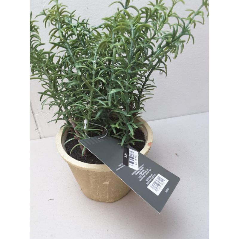 Potted Rosemary - Threshold™ Designed With Studio Mcgee