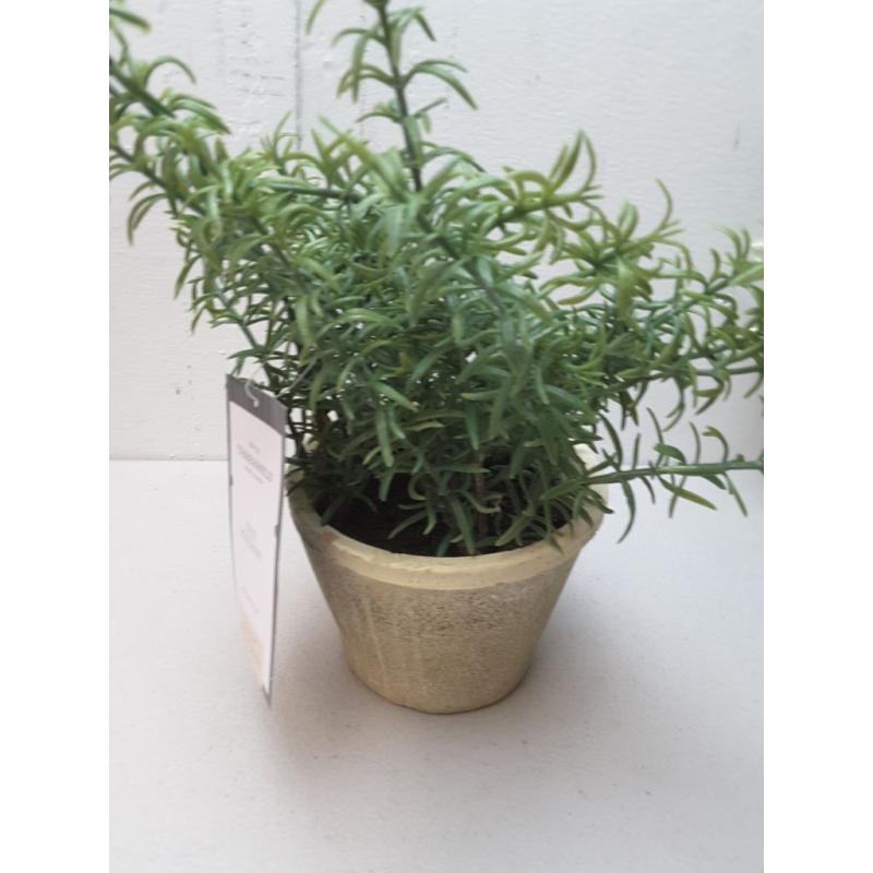 Potted Rosemary - Threshold™ Designed With Studio Mcgee -