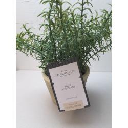 Potted Rosemary - Threshold™ Designed With Studio Mcgee -