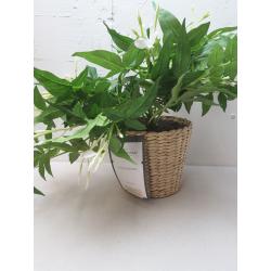 Jasmine In Basket - Threshold™ Designed With Studio Mcgee