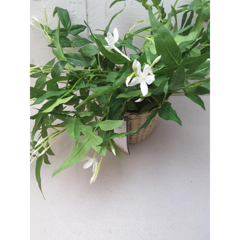 Jasmine In Basket - Threshold™ Designed With Studio Mcgee