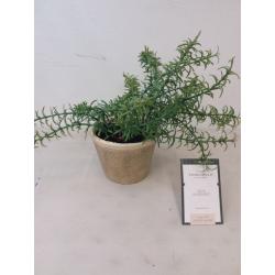 Potted Rosemary - Threshold™ designed with Studio McGee