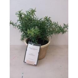 Potted Rosemary - Threshold™ designed with Studio McGee