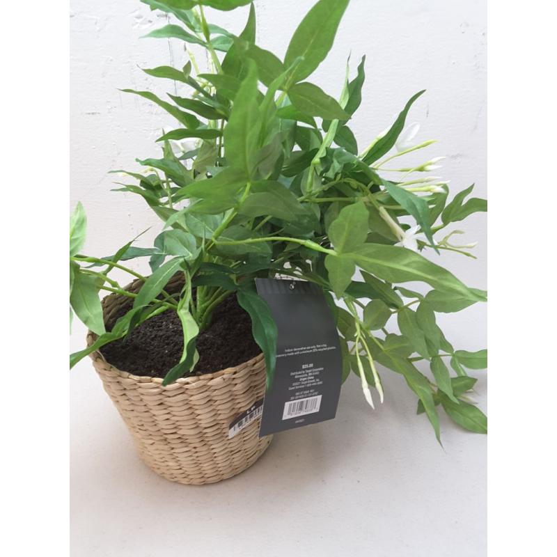 Jasmine in Basket - Threshold designed with Studio McGee