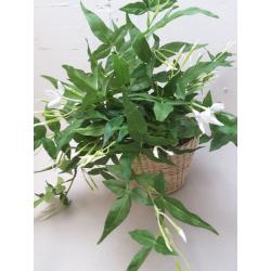 Jasmine in Basket - Threshold designed with Studio McGee