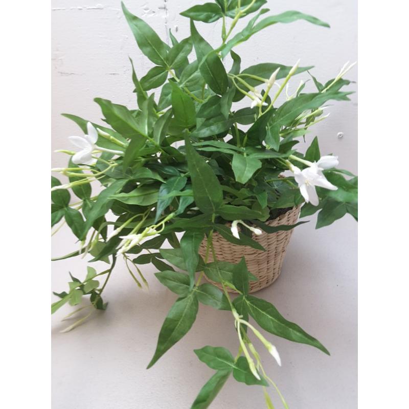 Jasmine in Basket - Threshold designed with Studio McGee