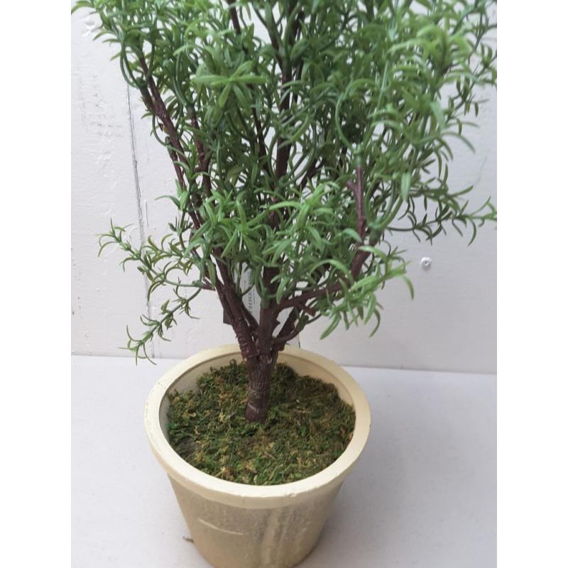 Rosemary Topiary - Threshold designed with Studio McGee