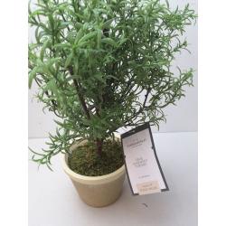 Rosemary Topiary - Threshold designed with Studio McGee