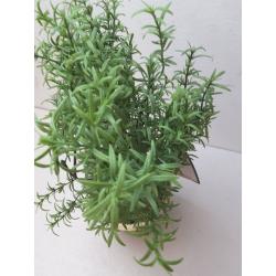 Rosemary Topiary - Threshold™ Designed With Studio Mcgee