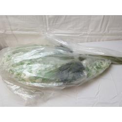 12PCS Wisteria Rose Oration