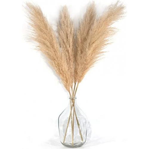 Four Stems Pampas Grass Tall Extra Fluffy 48