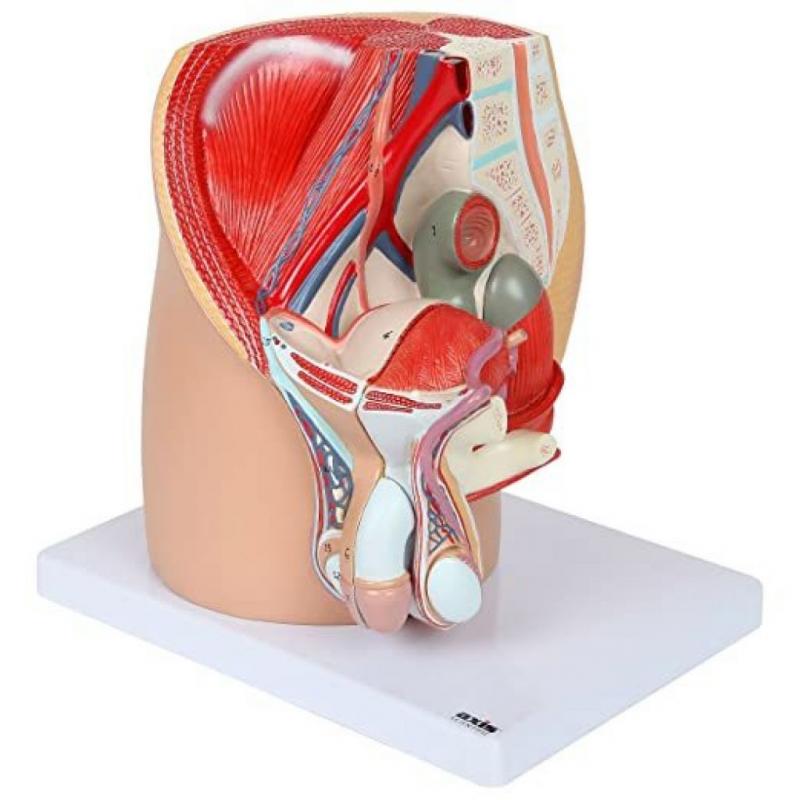 Axis Scientific Male Reproductive System IV - Model